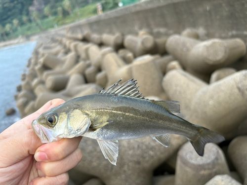 セイゴ（マルスズキ）の釣果