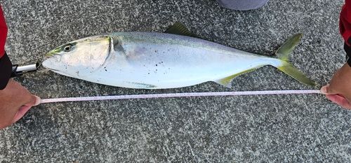 イナダの釣果