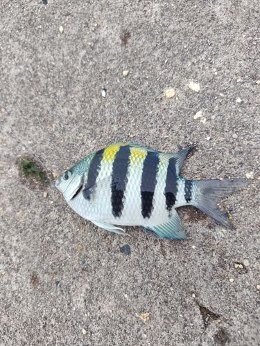 オヤビッチャの釣果