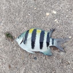 オヤビッチャ