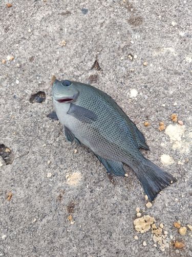 グレの釣果