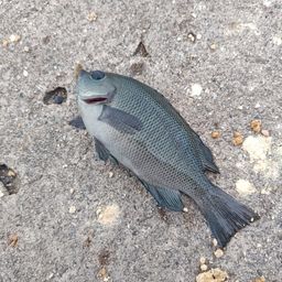 グレ