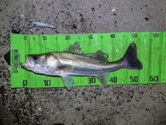 シーバスの釣果