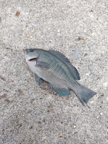 グレの釣果