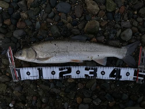 ウグイの釣果