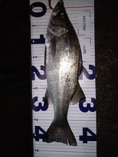フッコ（ヒラスズキ）の釣果