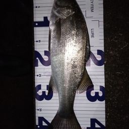 フッコ（ヒラスズキ）