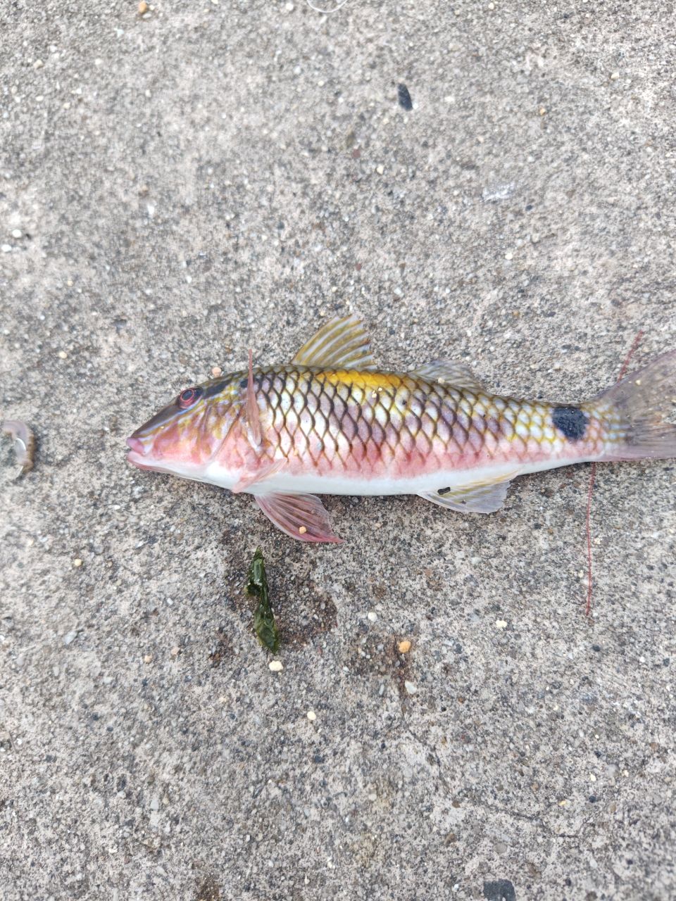 ホウライヒメジ