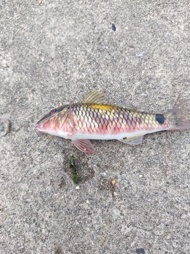 ホウライヒメジの釣果