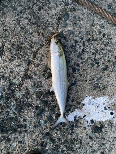 サゴシの釣果