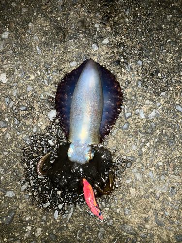 アオリイカの釣果