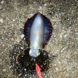アオリイカ