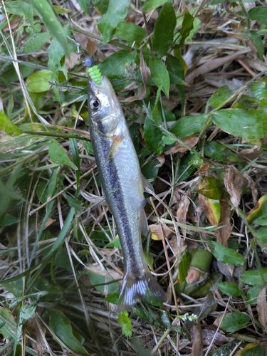 アブラハヤの釣果
