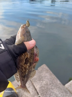 アブラコの釣果