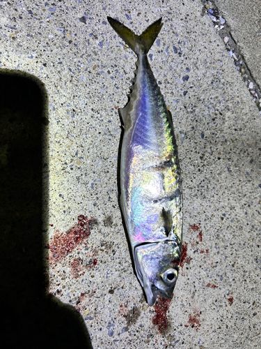サバの釣果