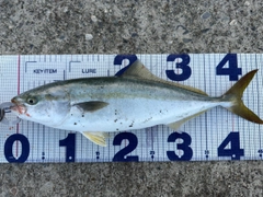 イナダの釣果
