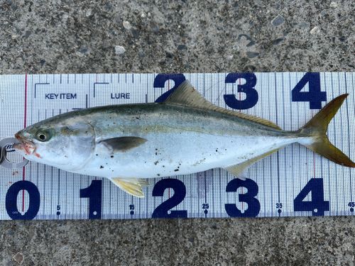 イナダの釣果