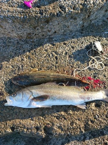 スズキの釣果