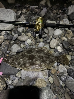 ヒラメの釣果