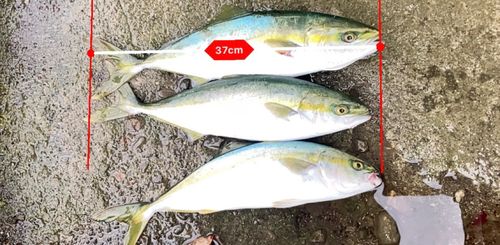 ワカシの釣果