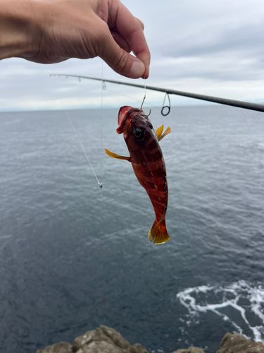 アカハタの釣果