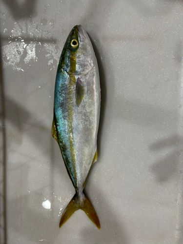 ヤズの釣果