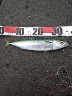 サバの釣果