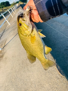 スモールマウスバスの釣果