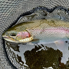ニジマスの釣果