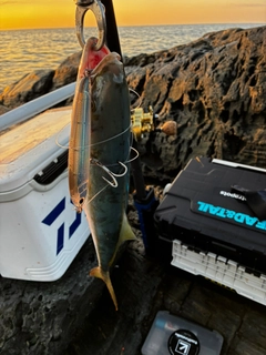 ハマチの釣果