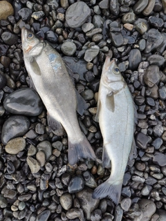 ヒラスズキの釣果
