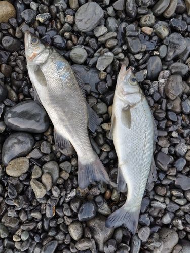 ヒラスズキの釣果