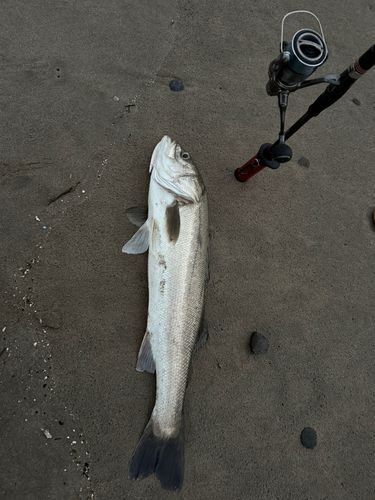 スズキの釣果
