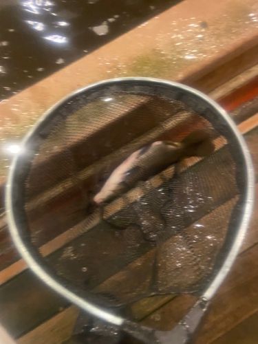 コイの釣果