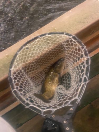 コイの釣果