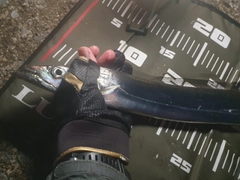 タチウオの釣果