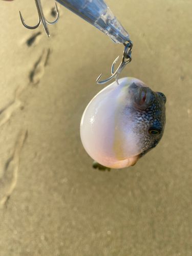 クサフグの釣果