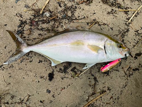 カンパチの釣果
