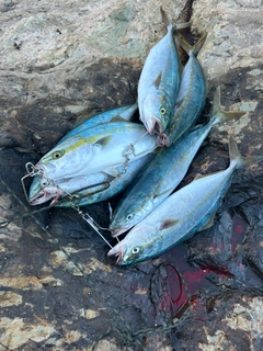 ヤズの釣果