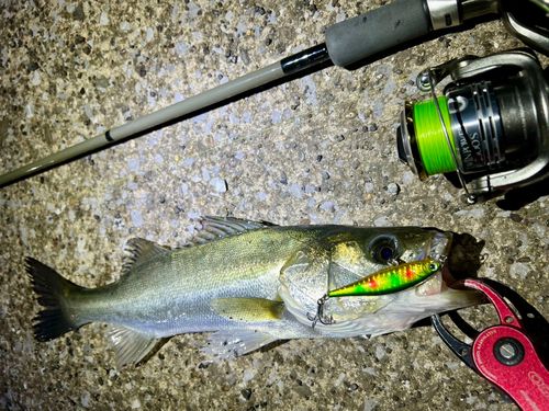 シーバスの釣果