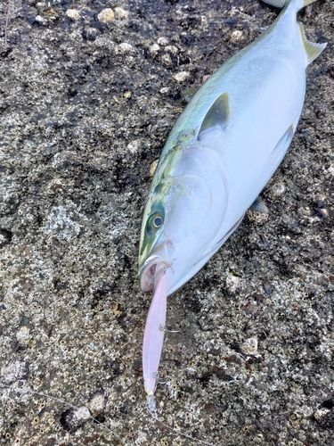 イナダの釣果