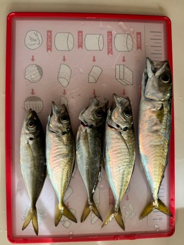 アジの釣果