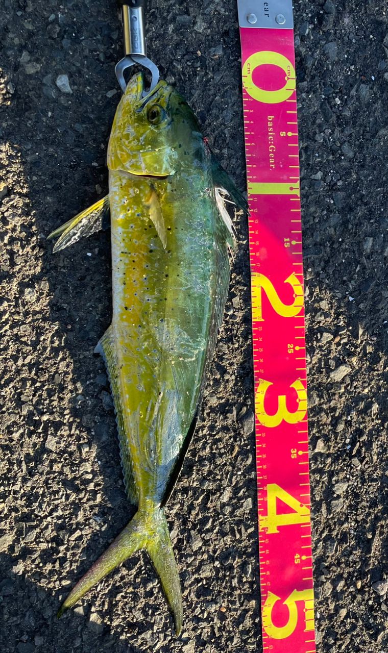 DAIWA 13ジグキャスター MX 96Mの最安値・インプレ・釣果 | 本音の