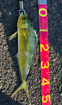 シイラの釣果