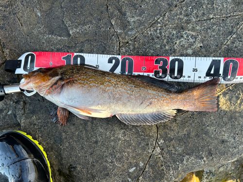 アイナメの釣果