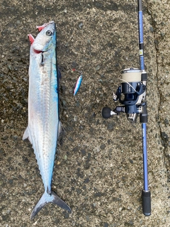 サゴシの釣果