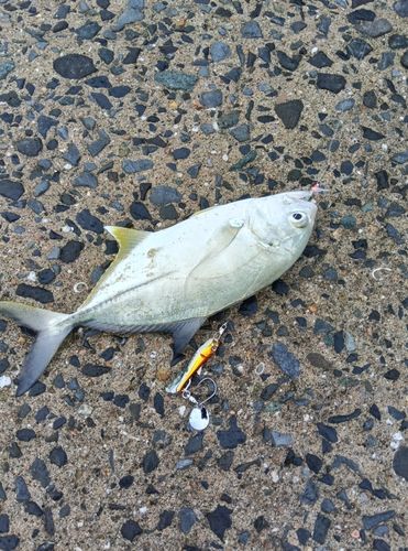 サゴシの釣果