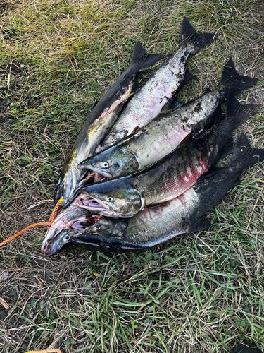 サケの釣果
