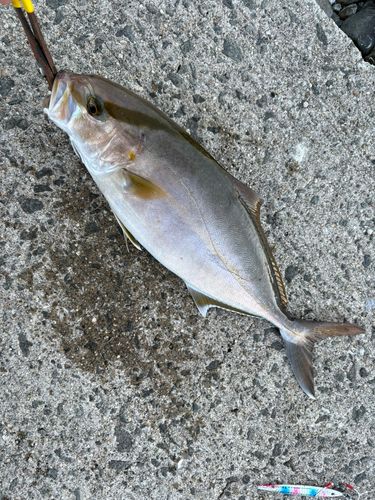 ネリゴの釣果