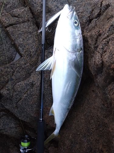 ワラサの釣果